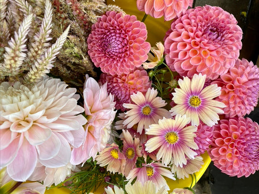 A bucket of peach and pink flowers including cosmos, dahlias and plumed celosia